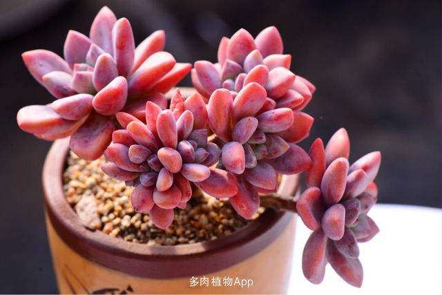 北京夏天多肉怎么办