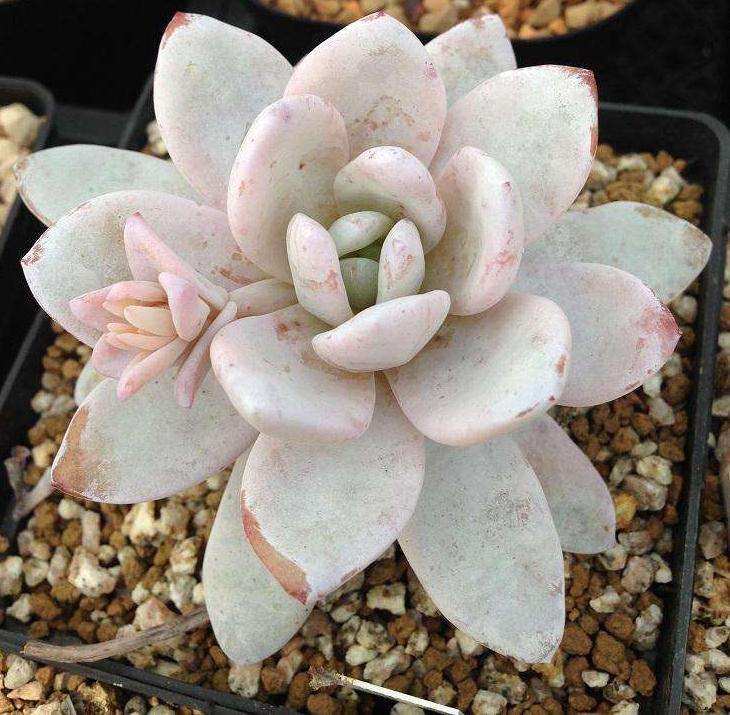 北京夏天多肉怎么办