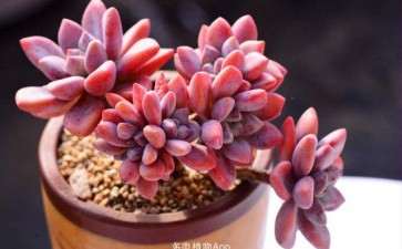 北京夏天多肉怎么办 露养可以吗