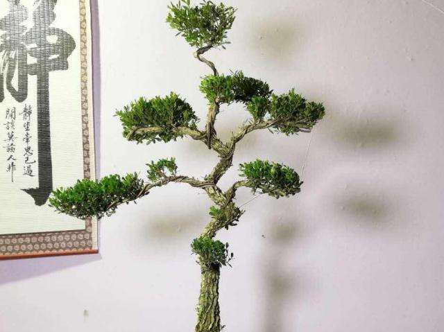 黄杨下山桩浇水的方法