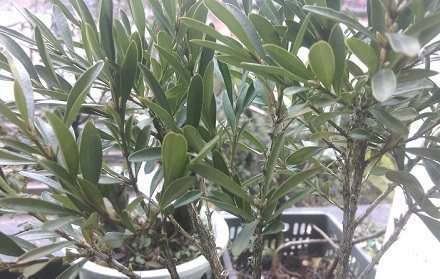 黄杨下山桩套袋发芽