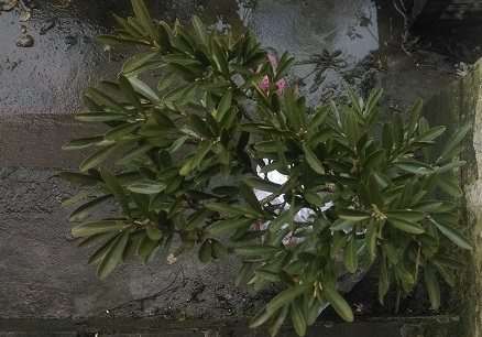 黄杨下山桩套袋发芽