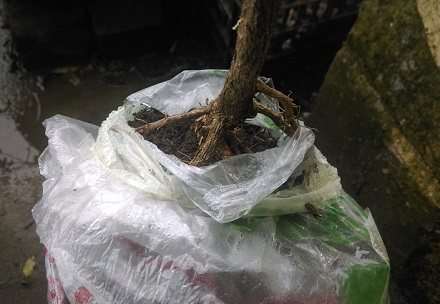 黄杨下山桩套袋发芽