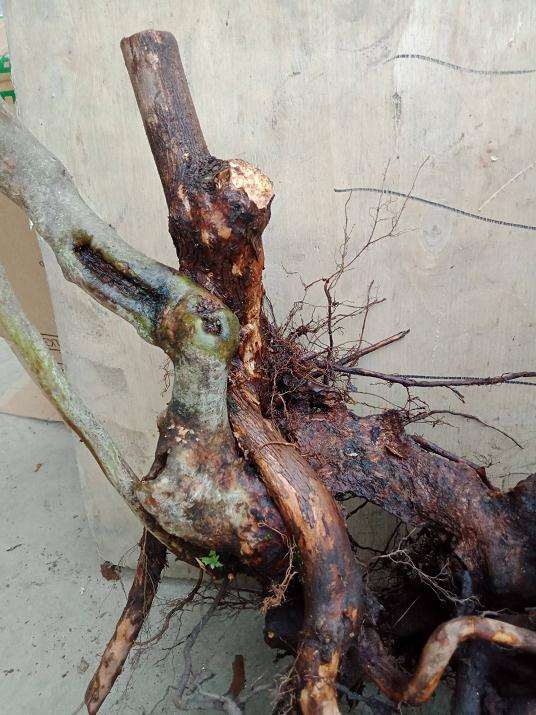 怎么提高映山红下山桩的成活率