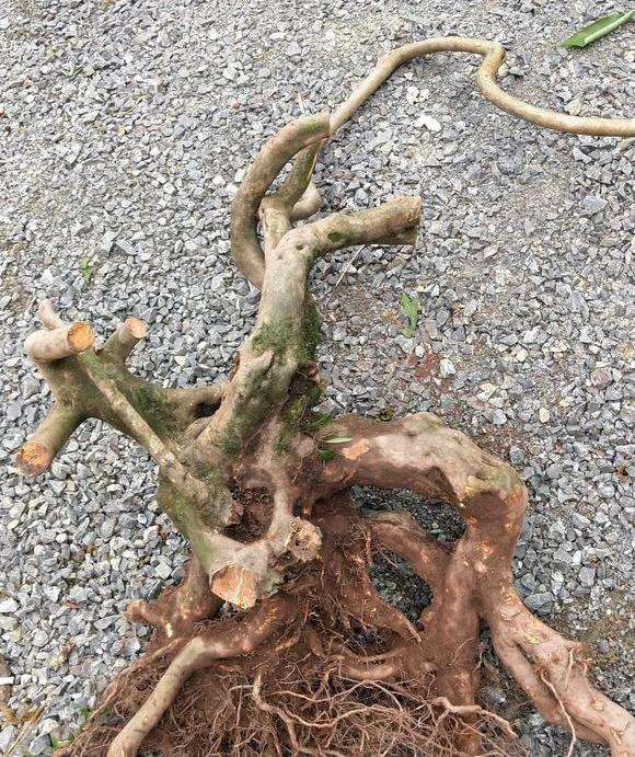 怎么提高映山红下山桩的成活率