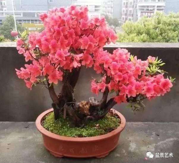 怎样才能避免映山红下山桩假活