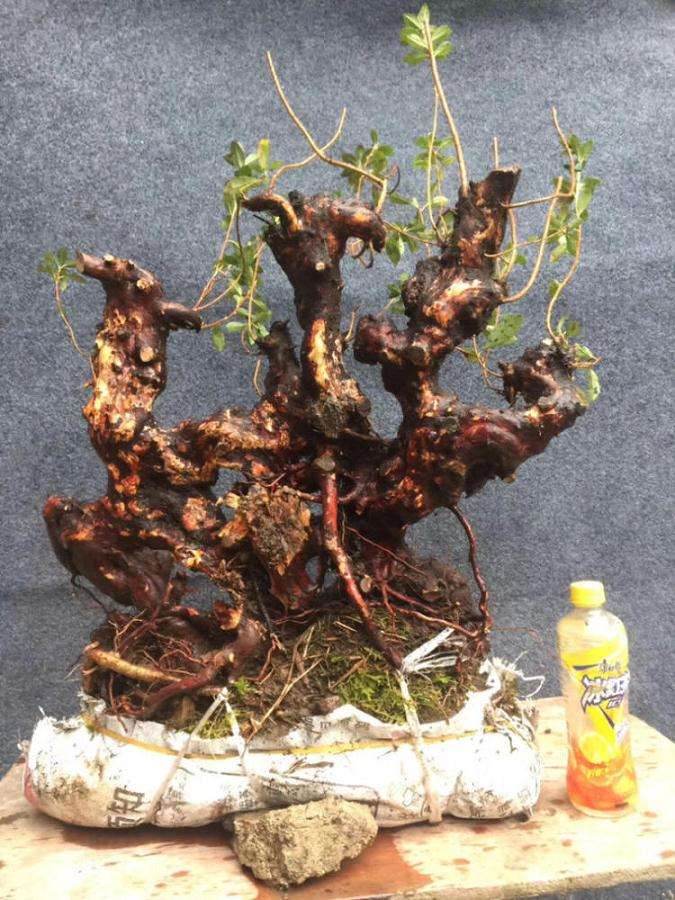 映山红下山桩的栽植深浅多少最好
