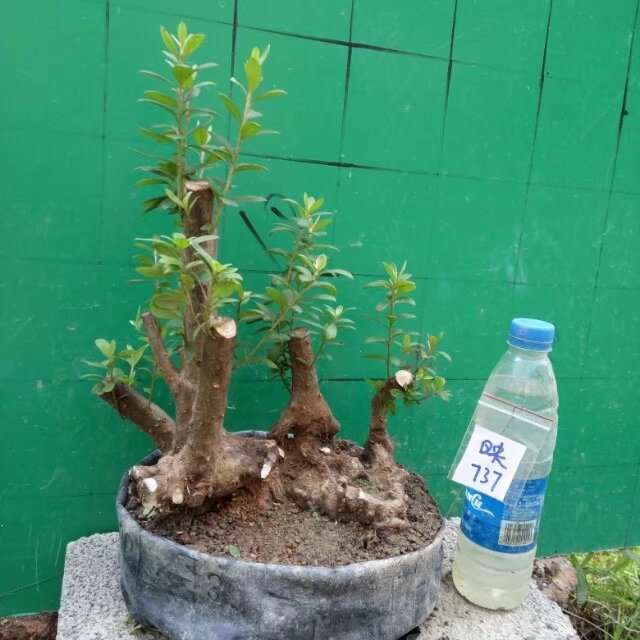 映山红下山桩100%成活的方法