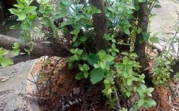 为什么4月移栽映山红下山桩 最好