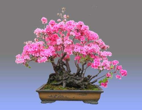 映山红盆景烂根