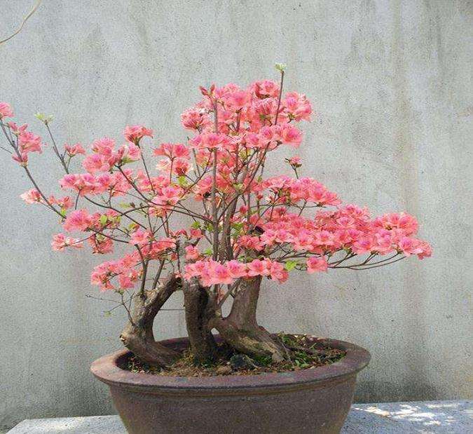 映山红盆景花后怎么修剪缩枝的方法