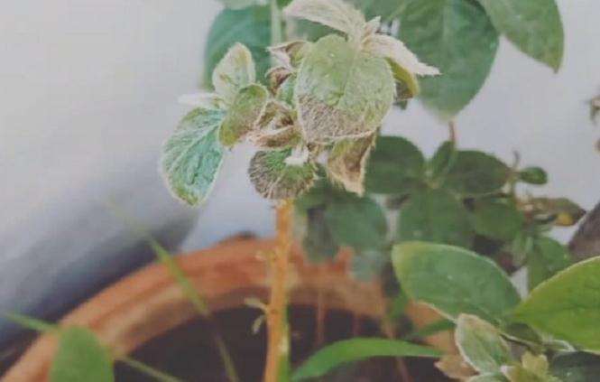 映山红盆景叶子发黑