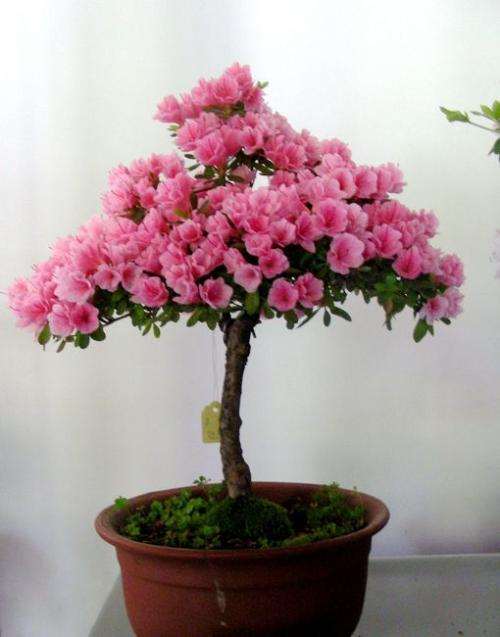 映山红盆景盆土不适怎么解决的方法