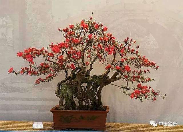 映山红盆景浇水过量