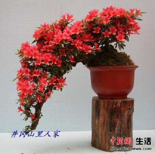 映山红盆景怎么缩枝逼芽的2个方法