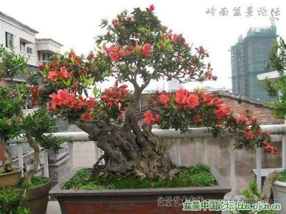 映山红盆景怎么缩枝逼芽的2个方法