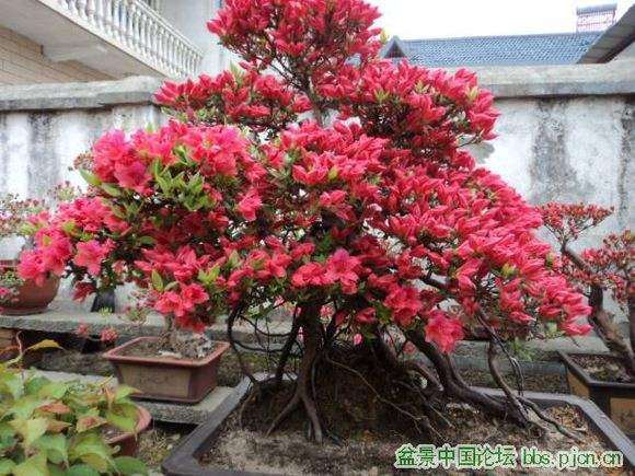 映山红盆景怎么判断已经生根