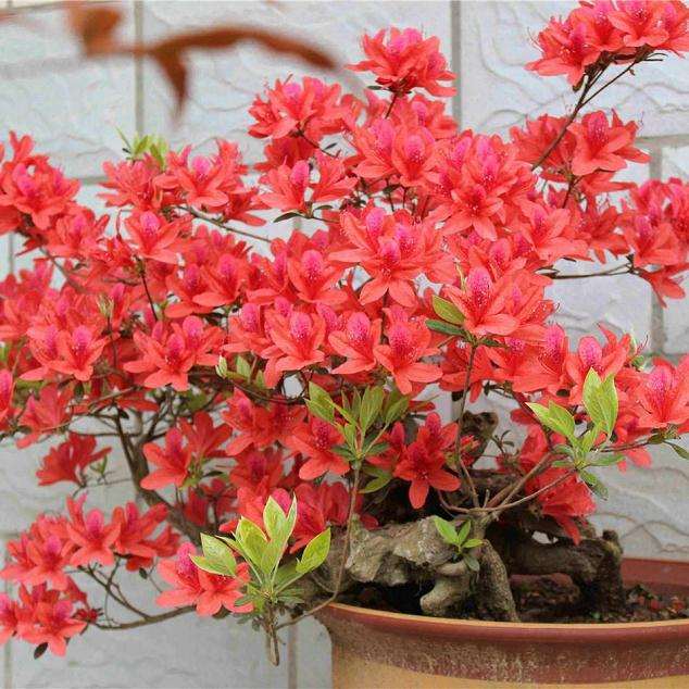 映山红下山桩多少时间发芽