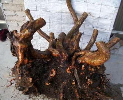 映山红下山桩多少时间发芽