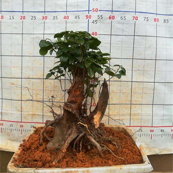 映山红下山桩什么时候挖最好