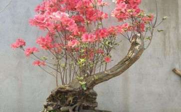 怎么移栽映山红下山桩的方法