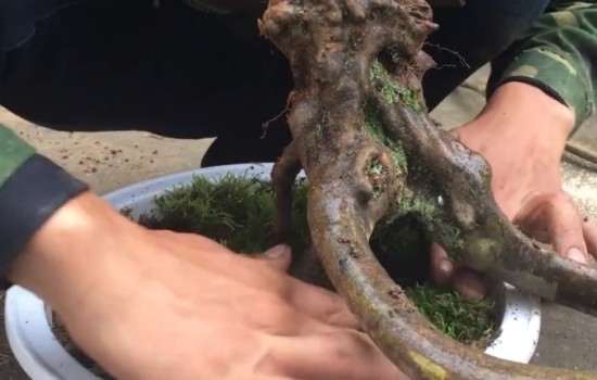 为什么秋天移栽映山红下山桩