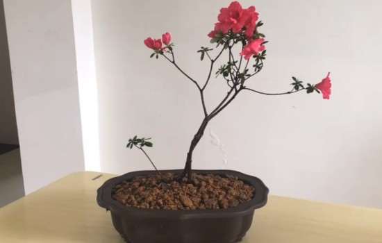 映山红盆景怎么施肥多开花的方法