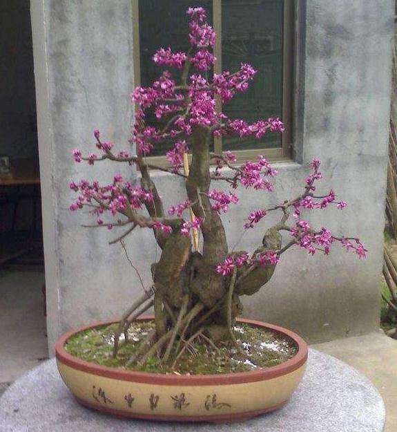 映山红盆景盆土湿度怎么管理的方法