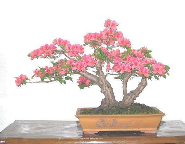 映山红盆景怎么养才能开花的3个方法