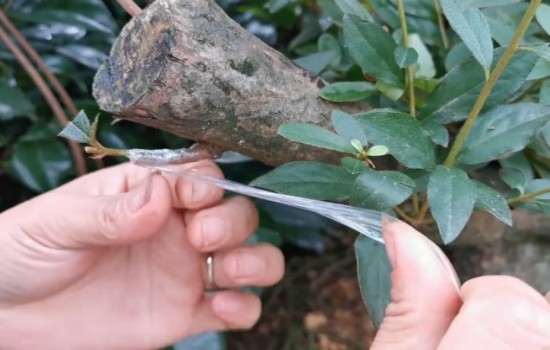 映山红盆景怎么嫁接杜鹃