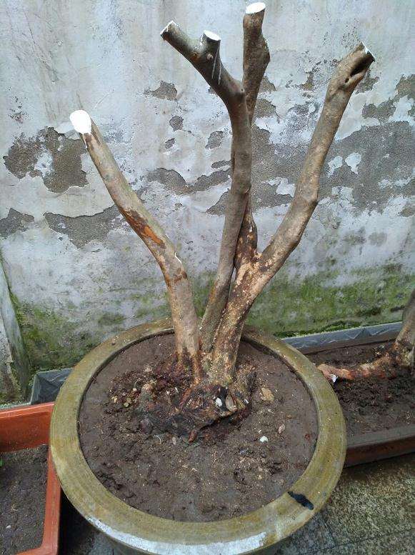 为什么映山红下山桩移栽时浇水要少