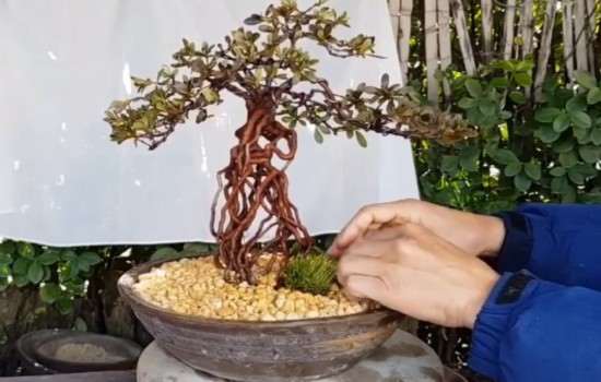 怎么高提根映山红盆景