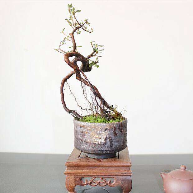 映山红盆景有哪5种造型式样