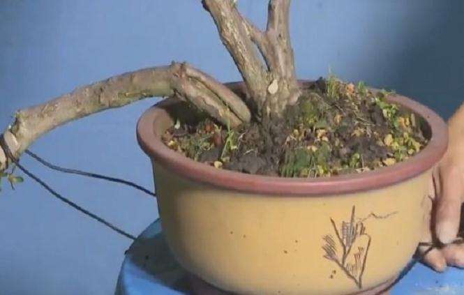 映山红盆景怎么制作临水式