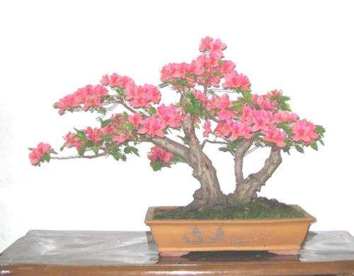 映山红盆景怎么制作临水式