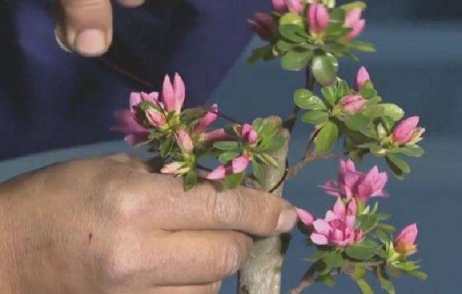 映山红老桩盆景怎么蟠扎造型的方法