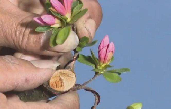 映山红老桩盆景怎么蟠扎造型的方法