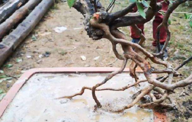 映山红裸根下山桩如何成活