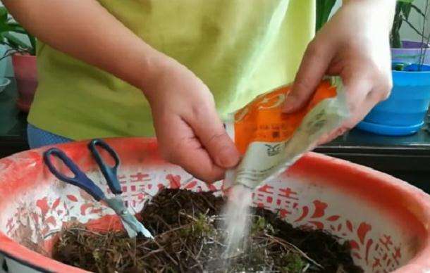 映山红下山桩上盆时用什么土壤最好