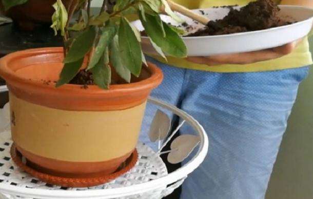 映山红下山桩上盆时用什么土壤最好