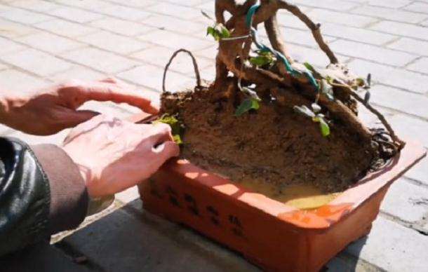 映山红老桩盆景怎么提根造型