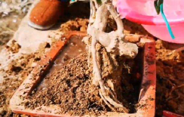 映山红老桩盆景怎么提根造型