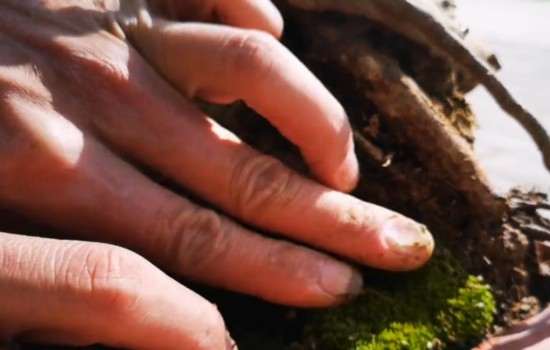 映山红老桩盆景怎么提根造型