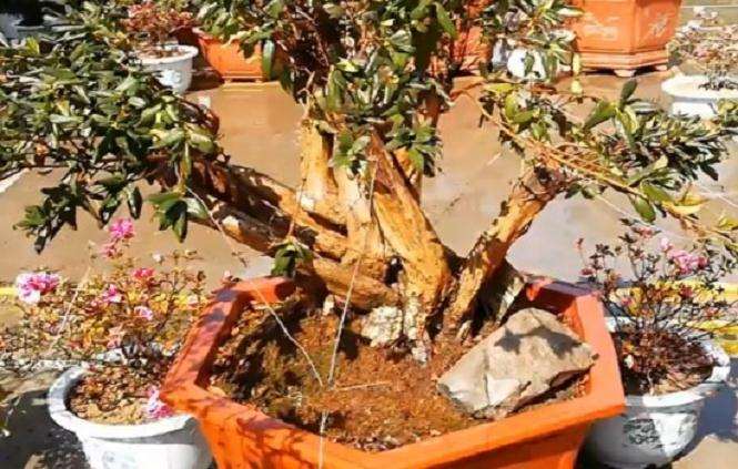 映山红盆景冬天掉叶子怎么办