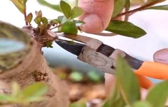 映山红盆景花后如何管理