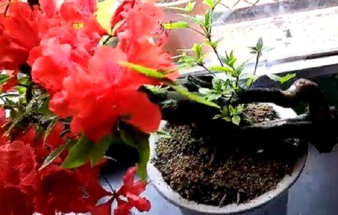 春季映山红盆景怎么施肥的方法