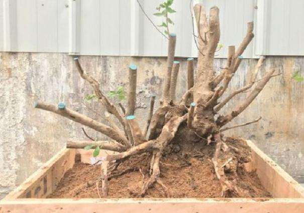 映山红下山桩移栽后怎么修剪