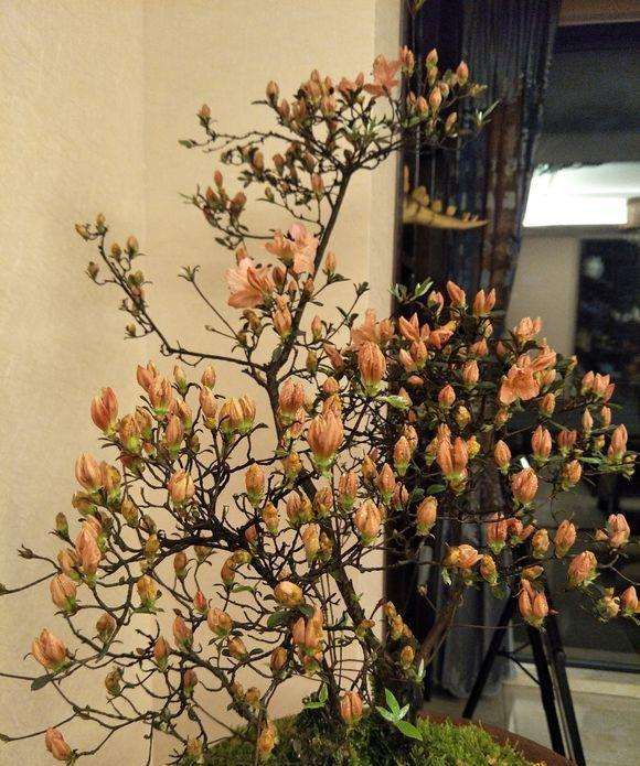 映山红下山怎么有针对性地施肥