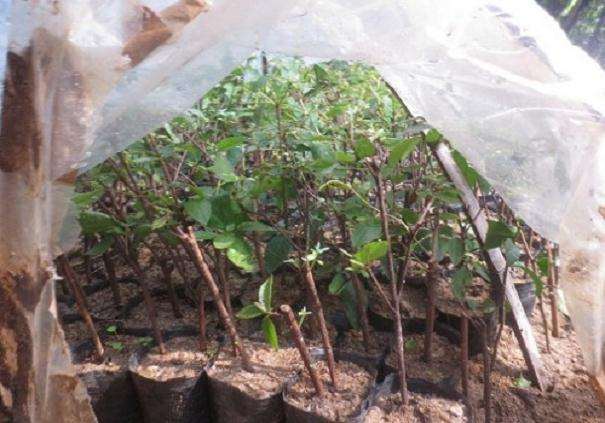 映山红盆景枝条能扦插