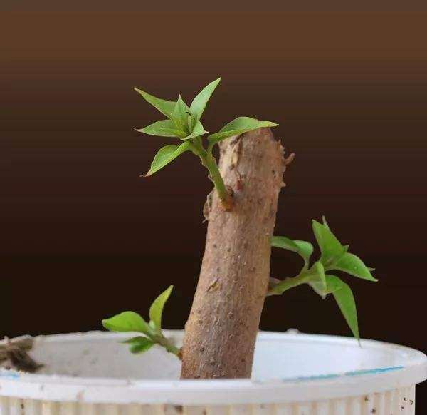 盆景枝条能扦插活吗